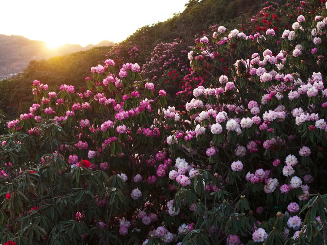 Pu Ta Leng Rhododendrons